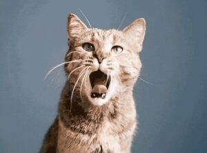 Cats are particularly good at yawning.