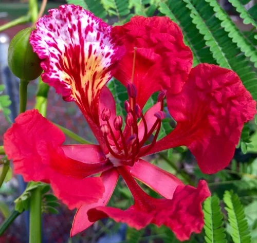 The iconic blooms of Coral Gables will take center stage Sunday, June 8, as the annual Royal Poinciana Fiesta culminates with a community-wide celebration and reception at Fairchild Tropical Botanic Garden.