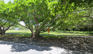 Grassy area with large trees on University Drive, the location approved for preliminary dog-park plans.