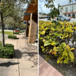 City moves toward ‘maintenance improvement district’ for Coral Gables commercial corridors