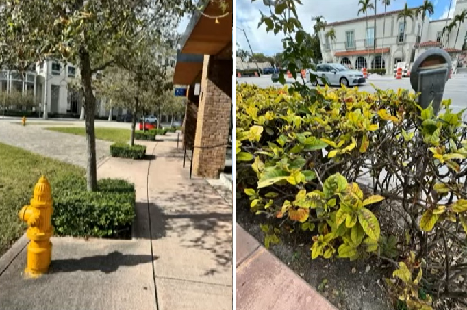 A split image showing two sidewalk conditions in Coral Gables. On the left, a clean sidewalk with neatly trimmed green hedges, a tree, and a bright yellow fire hydrant in front of a commercial building. On the right, an overgrown shrub with yellowing and discolored leaves crowding a sidewalk beside an old parking meter, with a street and parked cars visible in the background.