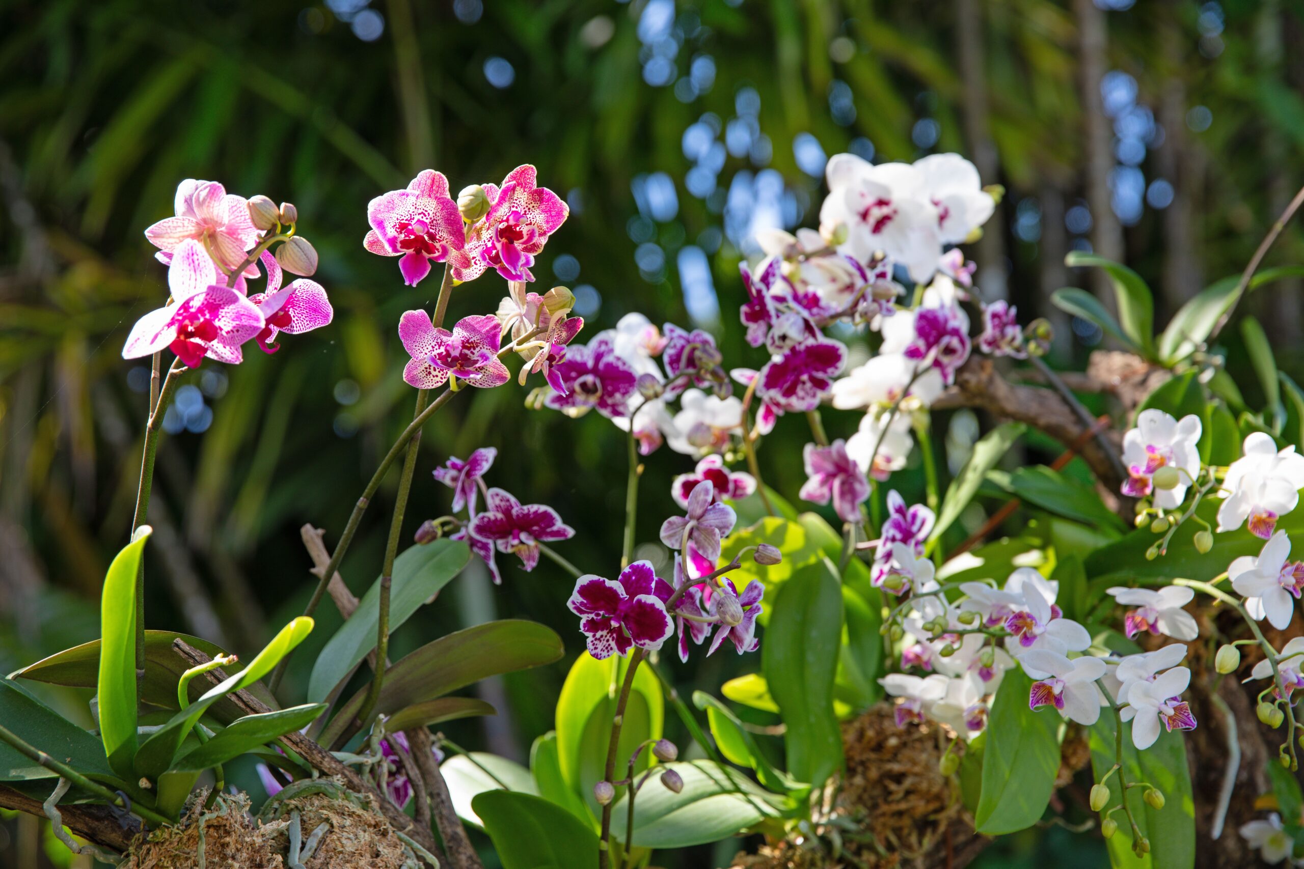 clusters of pink, magenta, and white phalaenopsis orchids in bloom against a blurred tropical garden background of green foliage and tree trunks.