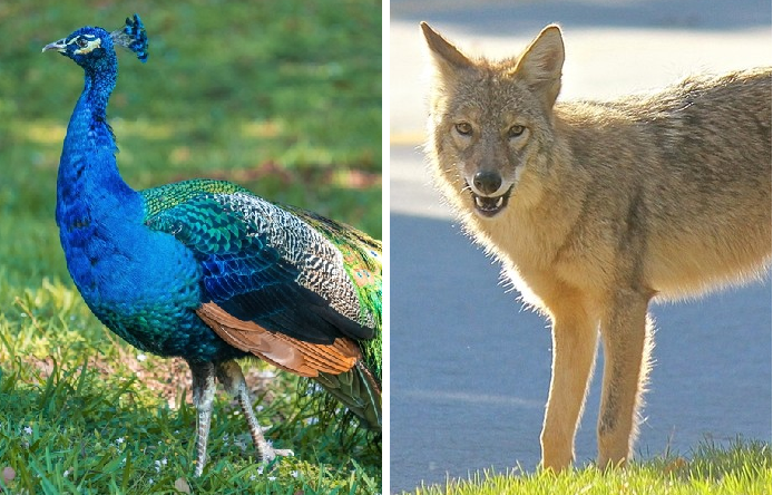 A split composite image showing two wildlife species at the center of recent Coral Gables City Commission action. At left, a male peacock stands on green grass, its iridescent blue and green plumage on full display, with orange and black tail feathers visible at the base. At right, a coyote stands on pavement at the edge of a grassy area, facing the camera with its mouth slightly open, its tan and gray coat catching the sunlight.
