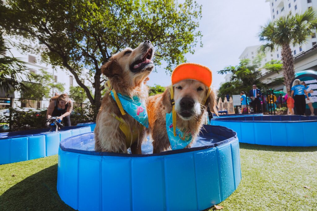 Two golden retrievers stand together in a blue pop-up kiddie pool on a sunny day at Chewy Bark Park in Coral Gables. The dog on the left wears a teal bandana and looks skyward with mouth open; the dog on the right wears an orange cap and looks directly at the camera. Additional pools and event attendees are visible in the background.