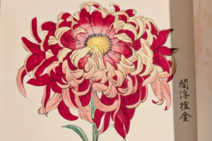 Close-up of a red, white and pink chrysanthemum illustration from an 1893 Japanese wood-block printed book, with black vertical Japanese calligraphy along the right margin.