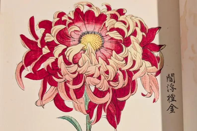 Close-up of a red, white and pink chrysanthemum illustration from an 1893 Japanese wood-block printed book, with black vertical Japanese calligraphy along the right margin.