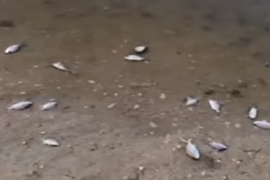 Several dead fish lie in shallow brown water near the shoreline.