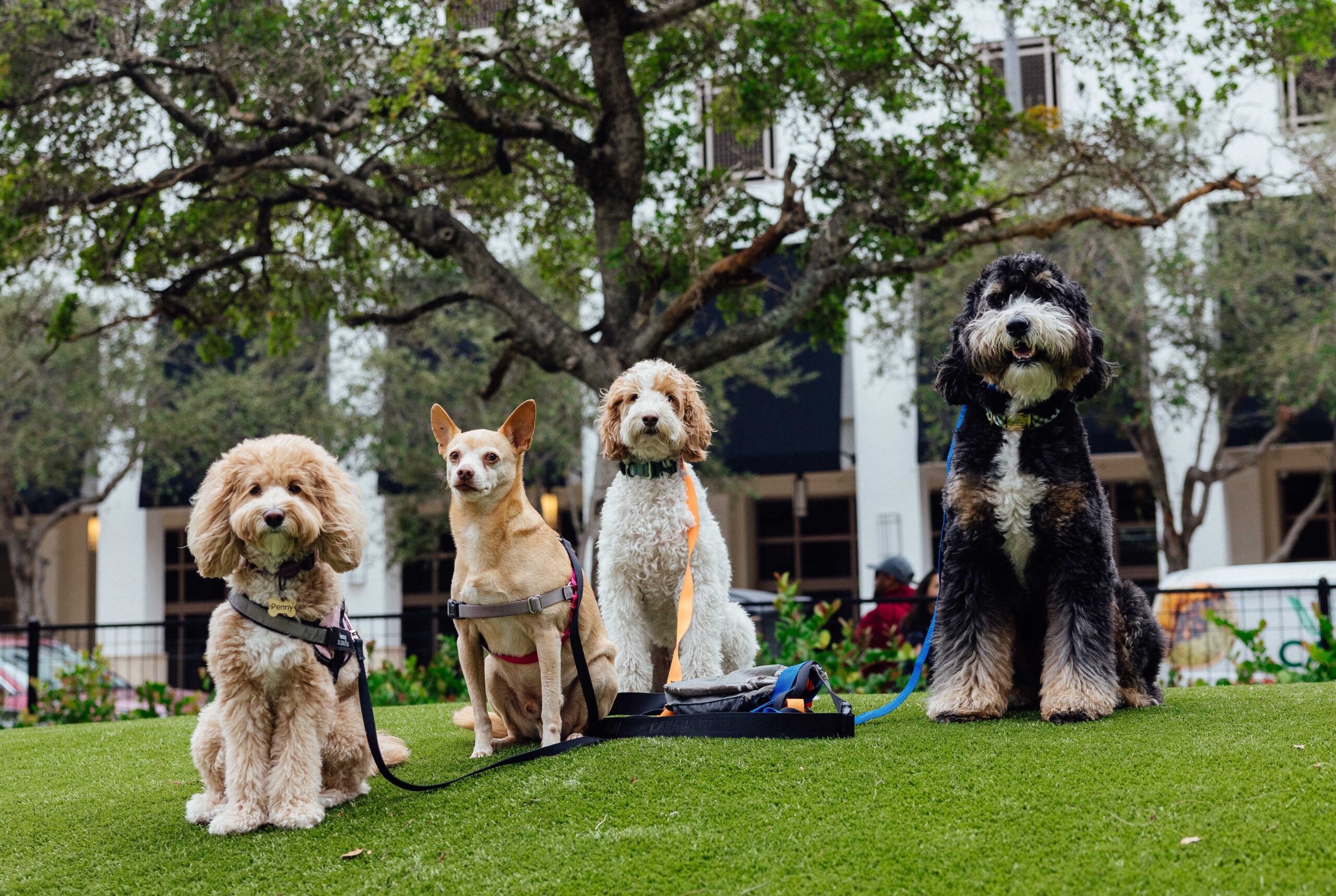 Four dogs sit on artificial turf beneath a large tree at Chewy Bark Park, with buildings visible in the background.