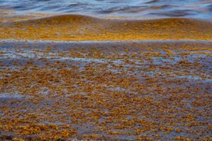 Brown sargassum seaweed floats in dense patches across shallow coastal water near the shoreline.