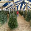 Rows of fresh-cut Christmas trees stand on wood shavings beneath a large blue-and-white striped tent, with people walking between the trees.