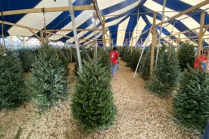Rows of fresh-cut Christmas trees stand on wood shavings beneath a large blue-and-white striped tent, with people walking between the trees.