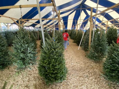Rows of fresh-cut Christmas trees stand on wood shavings beneath a large blue-and-white striped tent, with people walking between the trees.