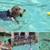 Paws in the Pool draws hundreds of dogs to Venetian Pool Collage of dogs swimming and posing with their owners at the Venetian Pool, including a beagle carrying a tennis ball through the turquoise water.