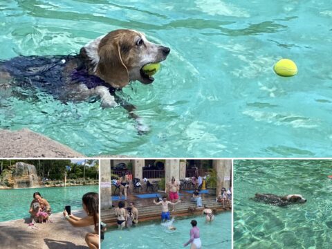 Collage of dogs swimming and posing with their owners at the Venetian Pool, including a beagle carrying a tennis ball through the turquoise water.