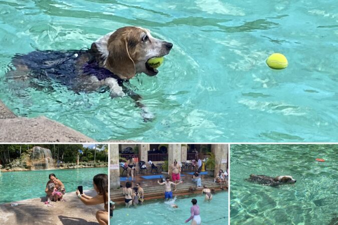 Collage of dogs swimming and posing with their owners at the Venetian Pool, including a beagle carrying a tennis ball through the turquoise water.